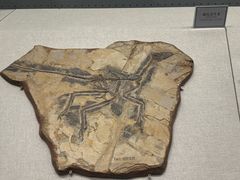 -辽宁古生物博物馆
