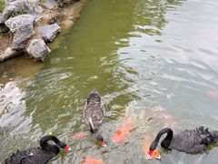 -珠海圆明新园