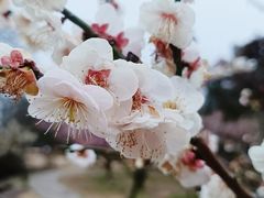 -无锡梅园公园