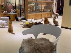 -藏猫猫咖啡主题馆(中央大道店)