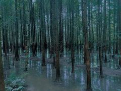 -桤木河湿地公园