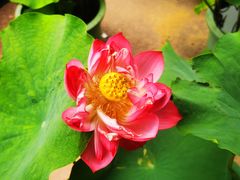 -莲花池公园