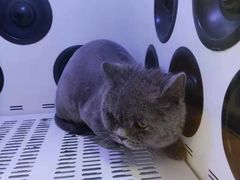 -袖虎宠物(锦绣生态园店)