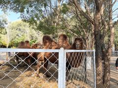 -长白岛森林公园