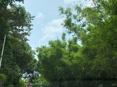 -广州市帽峰山景区