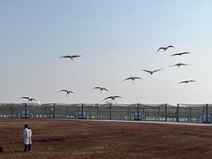 -盐城丹顶鹤湿地生态旅游区