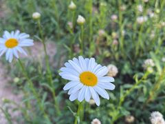 -汉长安城未央宫国家考古遗址公园