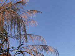 -番禺大夫山森林公园