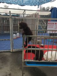 看这只淘气的小狗狗，我家宝贝问这是只“猴子吗”-萌宠亲子动物乐园(槐房万达店)