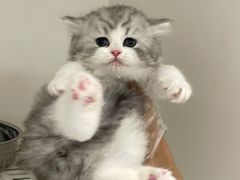 -lincat·猫舍(广州店)