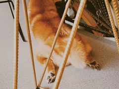 -喜柴咖啡·柴犬狗咖