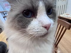 -是阿柴呀！柴犬咖啡·爱喵喵猫咖