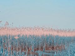 -合肥滨湖国家森林公园