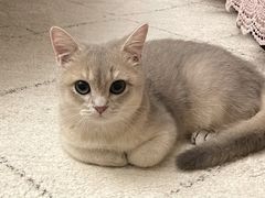 -Bastet sally猫舍购宠(静安店)