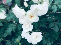 -上海鲜花港