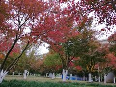 -羊山湖公园