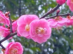 -杭州半山国家森林公园