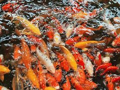 -南宫五洲植物乐园