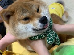 -逗柴咖啡屋·狗咖猫咖宠物桌游