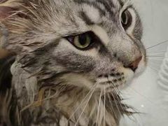 -老吴的猫·猫舍(新区店)