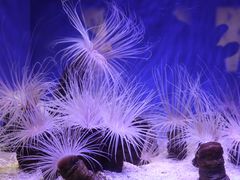 -上海海洋水族馆