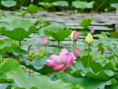 -滨湖塘西河公园