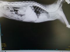 -康成宠物医院24H·CT·核磁共振