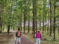 -黄海国家森林公园