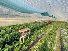 -尚田草莓姑娘白草莓采摘基地