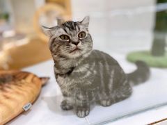 -COLOR PETS 撸猫馆·购猫·猫咖(长风大悦城店)