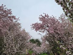 -海棠花溪(元大都城垣遗址公园)