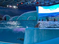 -海合安青岛极地海洋公园