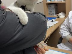 -嘉美宠物医院