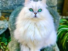 -喵屿·大理花园猫咖