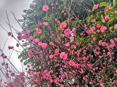 -重庆彩云湖湿地公园