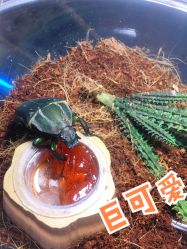 -七巧国萌宠乐园(龙湖天街店)