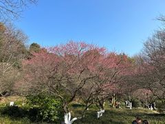 -杭州植物园