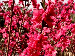 -桃源山庄·水蜜桃采摘·柴火鸡·烧烤团建(龙泉山店)