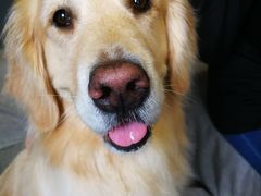 店狗66-百好乐宠物友好餐厅(朝外大街店)