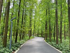 -东平国家森林公园