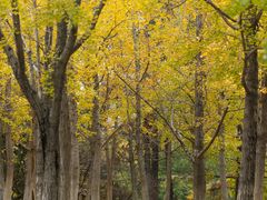 -白塘生态植物园