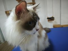 -李小姐の猫咖啡馆(五角场店)
