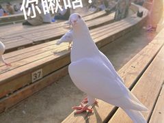 -音乐台