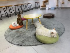 大堂-Heymao猫咖.咖啡厅(东门店)