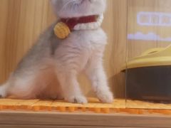 -欣宠猫屋·矮脚拿破仑·蓝金金渐层