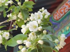 -大觉寺-停车场