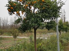 -上海长兴岛郊野公园