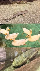 -Zoolung Zoolung动物主题公园(海信广场店)