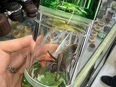-中环花鸟鱼虫市场
