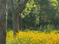 -高子水居